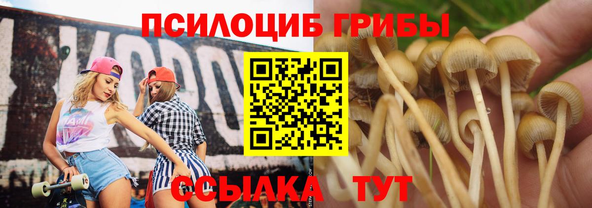 Галлюциногенные грибы Psilocybine cubensis Асбест